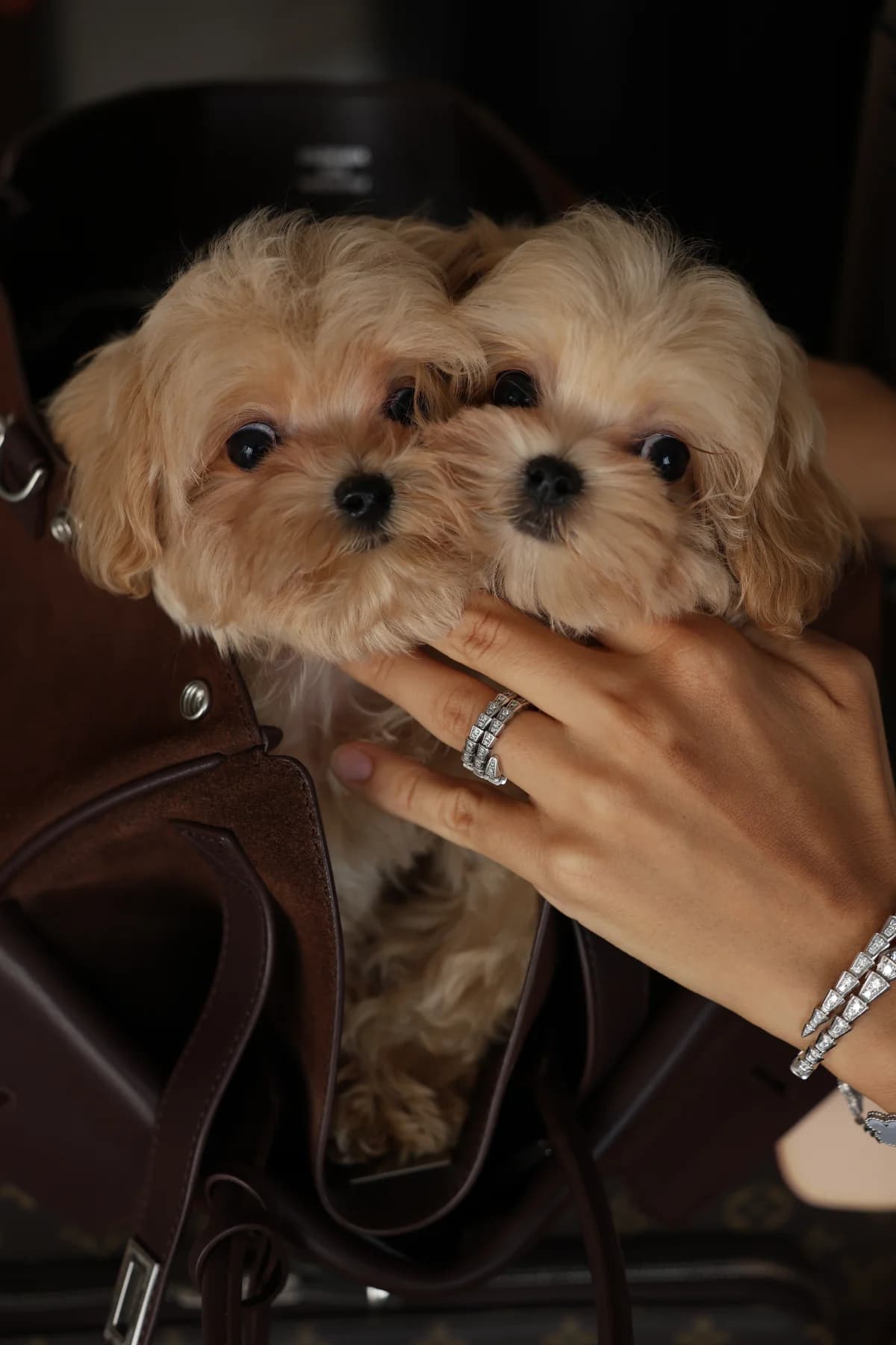 Maltipoo puppy