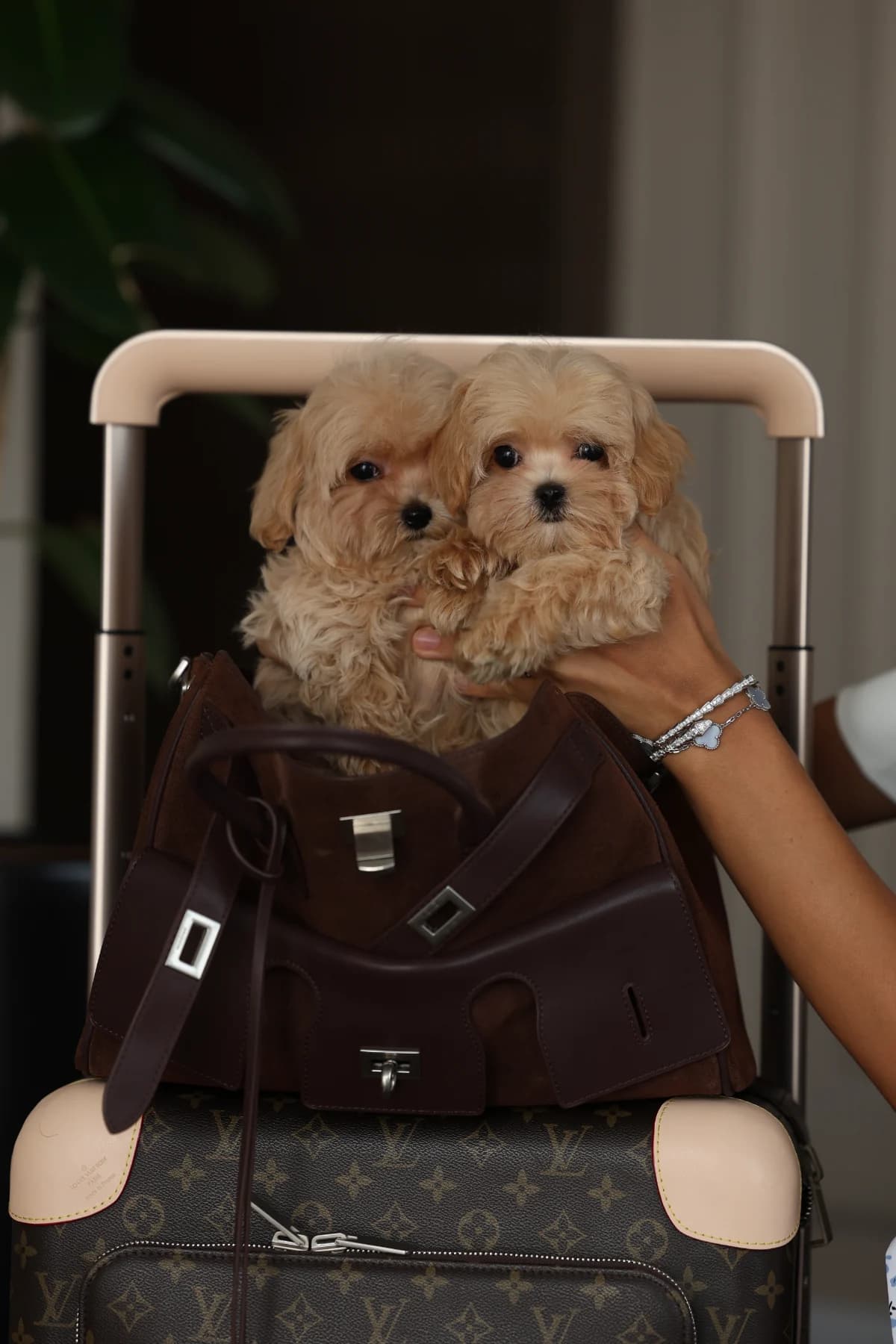 Maltipoo raised at home